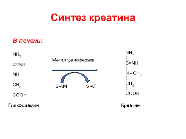 Синтез креатина В печени: NH2 C=NH NH CH2 COOH Гликоциамин