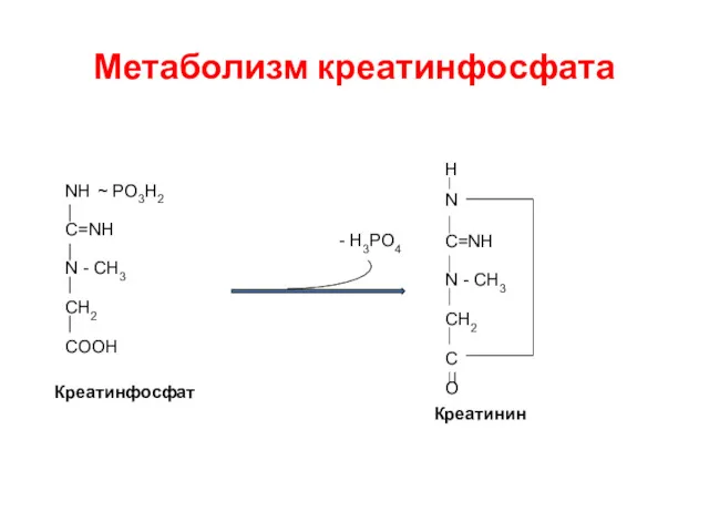 Метаболизм креатинфосфата Креатинфосфат NH ~ PO3H2 C=NH N - CH3