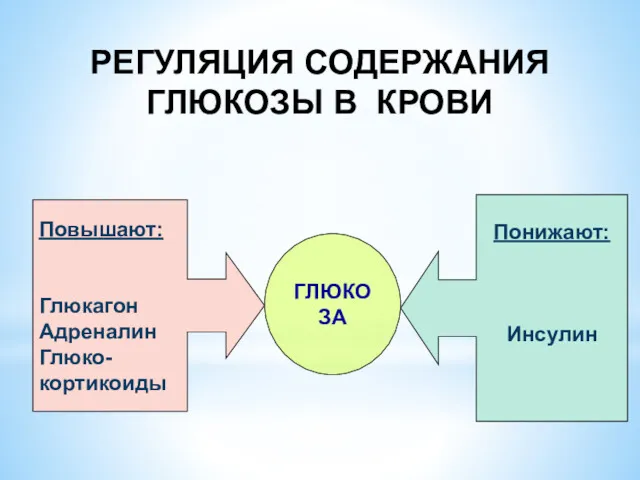 РЕГУЛЯЦИЯ СОДЕРЖАНИЯ ГЛЮКОЗЫ В КРОВИ ГЛЮКОЗА Повышают: Глюкагон Адреналин Глюко- кортикоиды Понижают: Инсулин