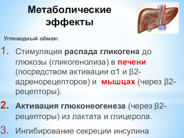 Метаболические эффекты Углеводный обмен: Стимуляция распада гликогена до глюкозы (гликогенолиза)