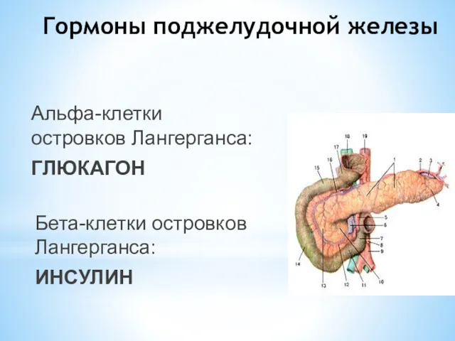 Гормоны поджелудочной железы Альфа-клетки островков Лангерганса: ГЛЮКАГОН Бета-клетки островков Лангерганса: ИНСУЛИН