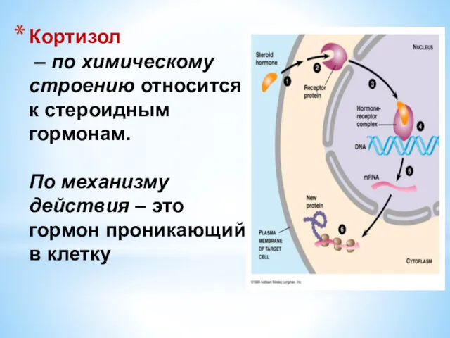 Кортизол – по химическому строению относится к стероидным гормонам. По