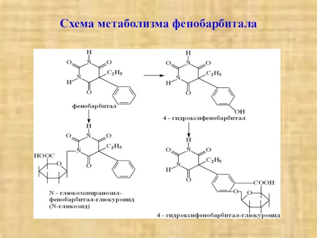 Схема метаболизма фенобарбитала