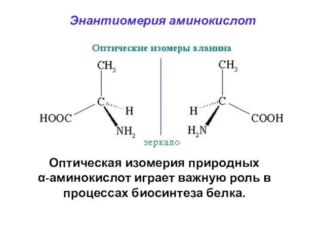 Энантиомерия аминокислот Оптическая изомерия природных α-аминокислот играет важную роль в процессах биосинтеза белка.