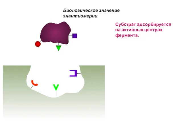 Биологическое значение энантиомерии Субстрат адсорбируется на активных центрах фермента.