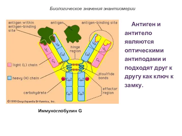 Биологическое значения энантиомерии Антиген и антитело являются оптическими антиподами и