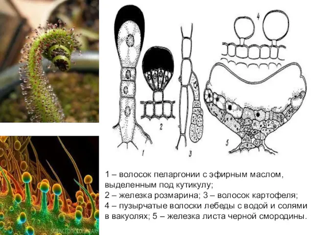 1 – волосок пеларгонии с эфирным маслом, выделенным под кутикулу;