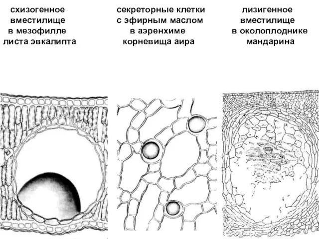 схизогенное секреторные клетки лизигенное вместилище с эфирным маслом вместилище в