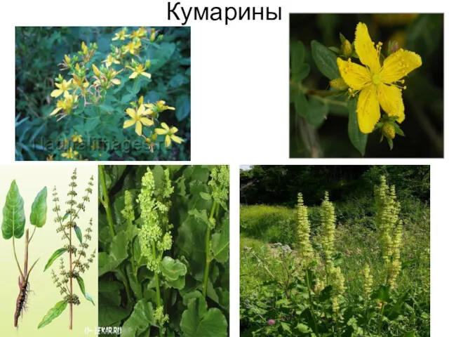 Кумарины