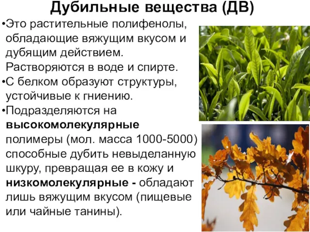 Дубильные вещества (ДВ) Это растительные полифенолы, обладающие вяжущим вкусом и