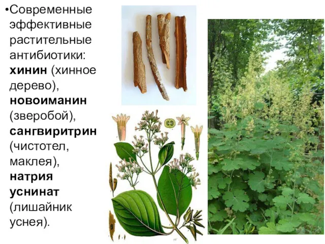 Современные эффективные растительные антибиотики: хинин (хинное дерево), новоиманин (зверобой), сангвиритрин (чистотел, маклея), натрия уснинат (лишайник уснея).