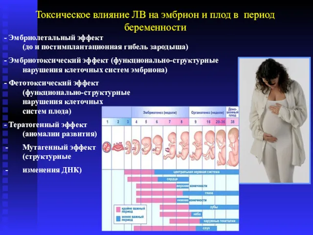 Токсическое влияние ЛВ на эмбрион и плод в период беременности - Эмбриолетальный эффект