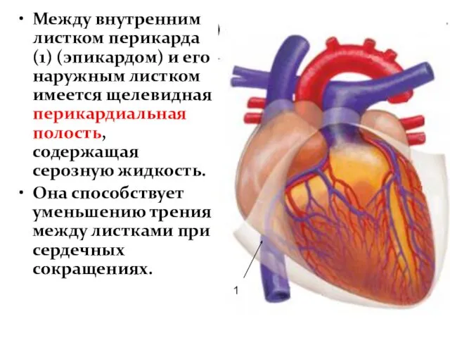 Между внутренним листком перикарда(1) (эпикардом) и его наружным листком имеется