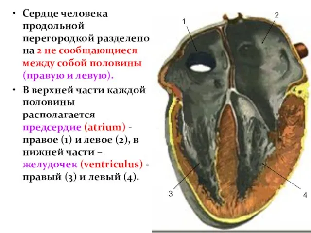 Сердце человека продольной перегородкой разделено на 2 не сообщающиеся между