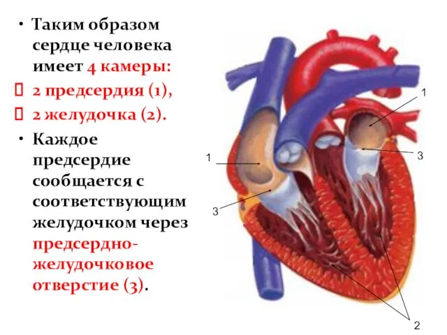 Таким образом сердце человека имеет 4 камеры: 2 предсердия (1),