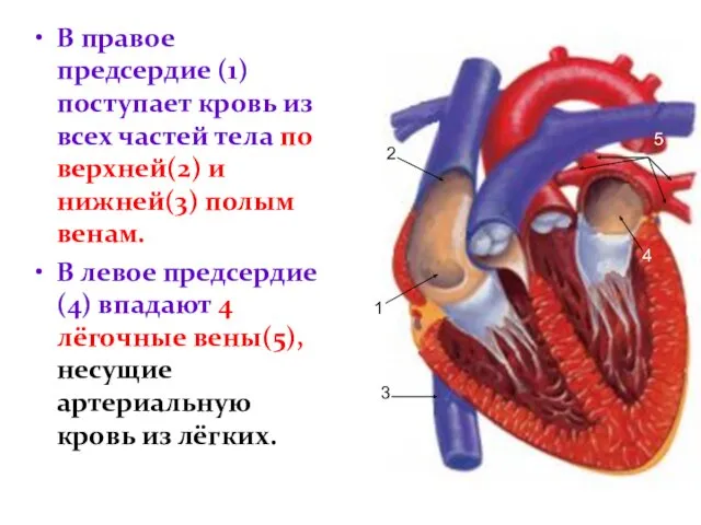 В правое предсердие (1) поступает кровь из всех частей тела