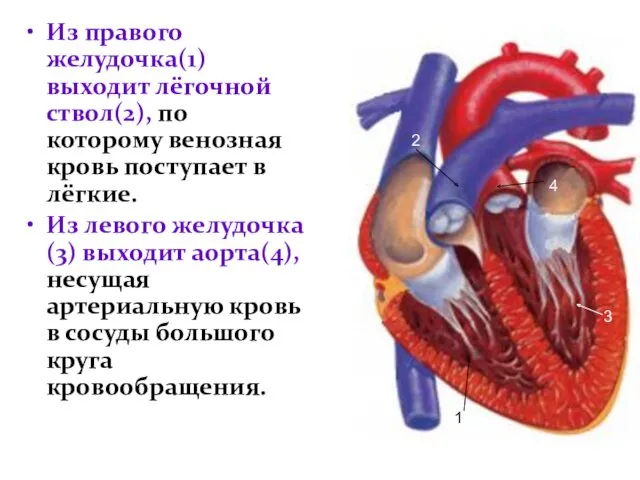 Из правого желудочка(1) выходит лёгочной ствол(2), по которому венозная кровь