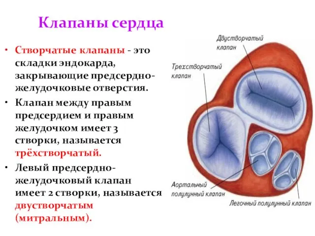 Клапаны сердца Створчатые клапаны - это складки эндокарда, закрывающие предсердно-желудочковые
