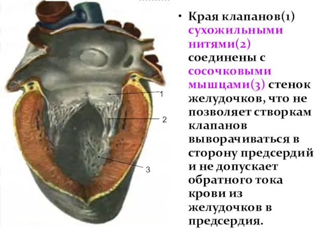 Края клапанов(1) сухожильными нитями(2) соединены с сосочковыми мышцами(3) стенок желудочков,