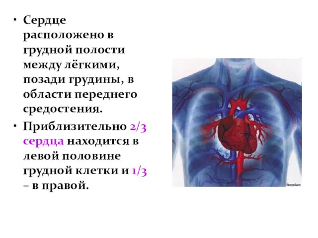 Сердце расположено в грудной полости между лёгкими, позади грудины, в