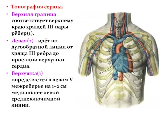 Топография сердца. Верхняя граница соответствует верхнему краю хрящей III пары