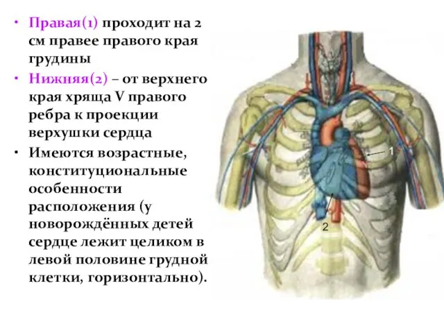 Правая(1) проходит на 2 см правее правого края грудины Нижняя(2)