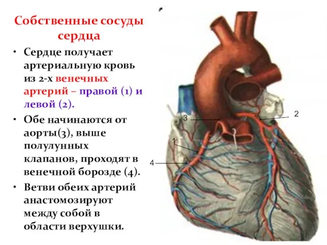 Собственные сосуды сердца Сердце получает артериальную кровь из 2-х венечных