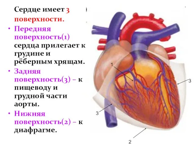 Сердце имеет 3 поверхности. Передняя поверхность(1) сердца прилегает к грудине
