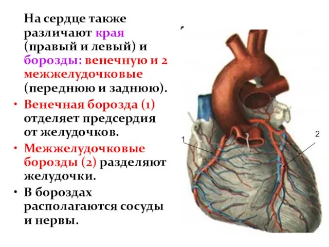 На сердце также различают края (правый и левый) и борозды: