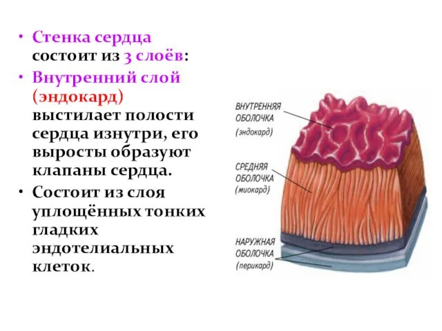 Стенка сердца состоит из 3 слоёв: Внутренний слой (эндокард) выстилает