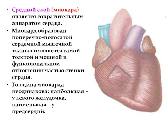 Средний слой (миокард) является сократительным аппаратом сердца. Миокард образован поперечно-полосатой