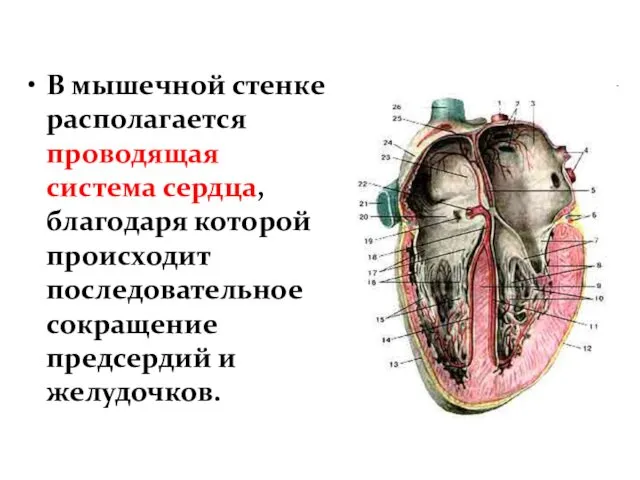 В мышечной стенке располагается проводящая система сердца, благодаря которой происходит последовательное сокращение предсердий и желудочков.