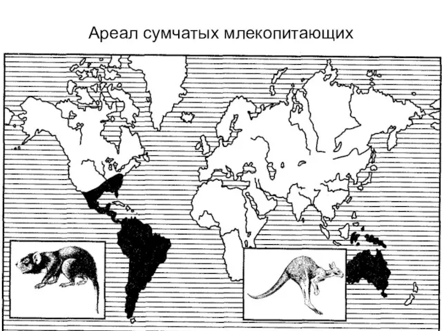 Ареал сумчатых млекопитающих