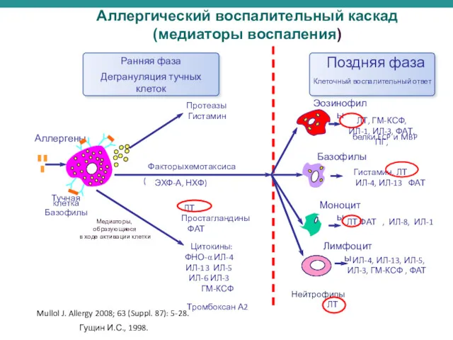 Ранняя фаза Дегрануляция тучных клеток Mullol J. Allergy 2008; 63