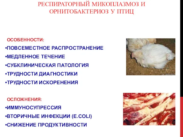 РЕСПИРАТОРНЫЙ МИКОПЛАЗМОЗ И ОРНИТОБАКТЕРИОЗ У ПТИЦ ОСОБЕННОСТИ: ПОВСЕМЕСТНОЕ РАСПРОСТРАНЕНИЕ МЕДЛЕННОЕ