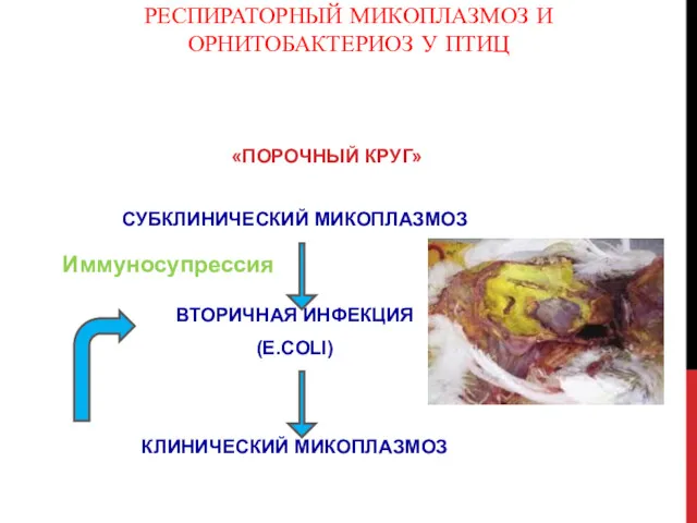 РЕСПИРАТОРНЫЙ МИКОПЛАЗМОЗ И ОРНИТОБАКТЕРИОЗ У ПТИЦ «ПОРОЧНЫЙ КРУГ» СУБКЛИНИЧЕСКИЙ МИКОПЛАЗМОЗ ВТОРИЧНАЯ ИНФЕКЦИЯ (E.COLI) КЛИНИЧЕСКИЙ МИКОПЛАЗМОЗ Иммуносупрессия