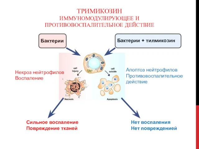 ТРИМИКОЗИН ИММУНОМОДУЛИРУЮЩЕЕ И ПРОТИВОВОСПАЛИТЕЛЬНОЕ ДЕЙСТВИЕ Бактерии Бактерии + тилмикозин Сильное