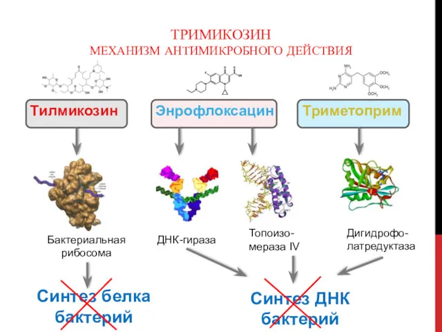 ТРИМИКОЗИН МЕХАНИЗМ АНТИМИКРОБНОГО ДЕЙСТВИЯ Тилмикозин Энрофлоксацин Триметоприм Синтез белка бактерий Синтез ДНК бактерий
