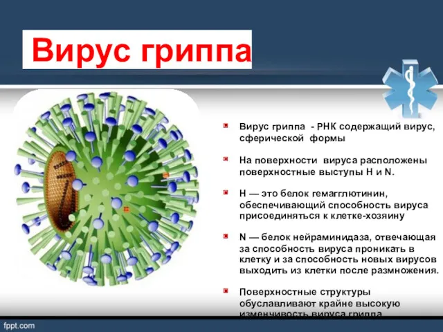 Вирус гриппа Вирус гриппа - РНК содержащий вирус, сферической формы На поверхности вируса