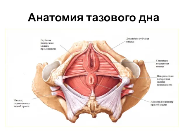 Анатомия тазового дна