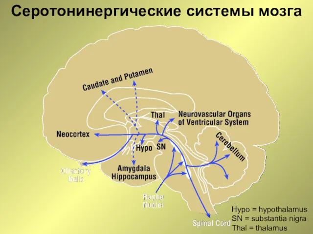 Серотонинергические системы мозга Hypo = hypothalamus SN = substantia nigra Thal = thalamus