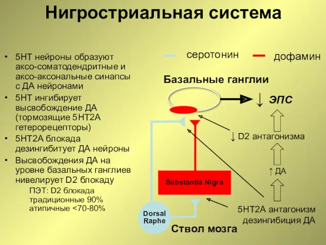 Нигростриальная система 5НТ нейроны образуют аксо-соматодендритные и аксо-аксональные синапсы с