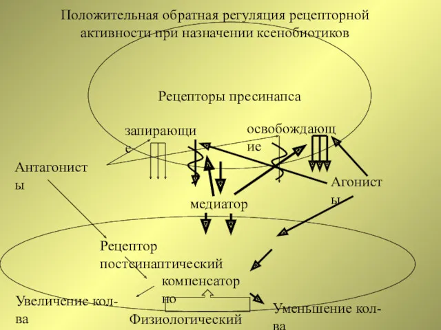 Рецепторы пресинапса Антагонисты Агонисты Рецептор постсинаптический Уменьшение кол-ва Увеличение кол-ва