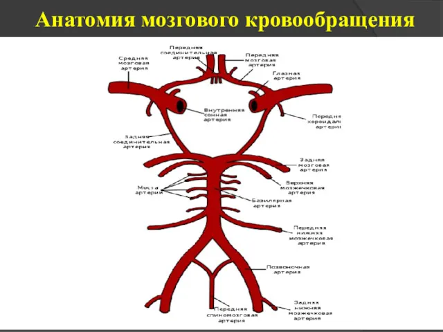 Анатомия мозгового кровообращения