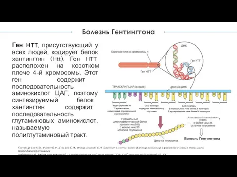 Ген HTT, присутствующий у всех людей, кодирует белок хантингтин (Htt).