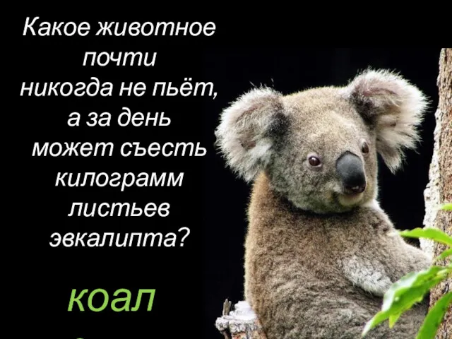 коала Какое животное почти никогда не пьёт, а за день может съесть килограмм листьев эвкалипта?
