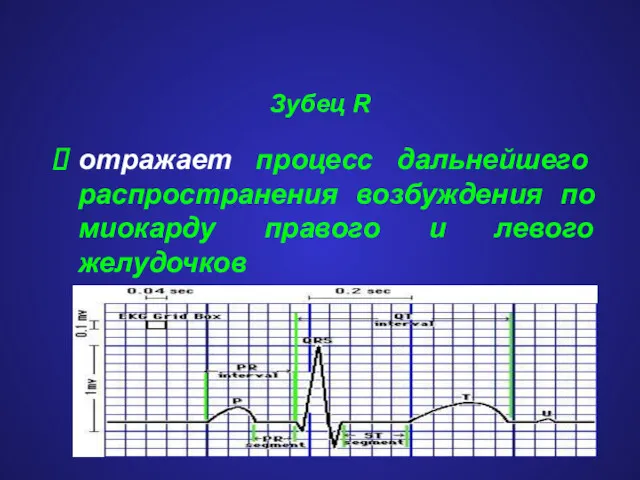 Зубец R отражает процесс дальнейшего распространения возбуждения по миокарду правого и левого желудочков