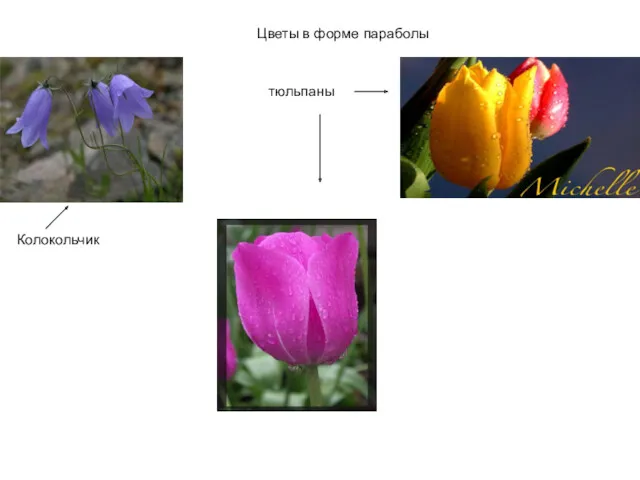 Цветы в форме параболы Колокольчик тюльпаны