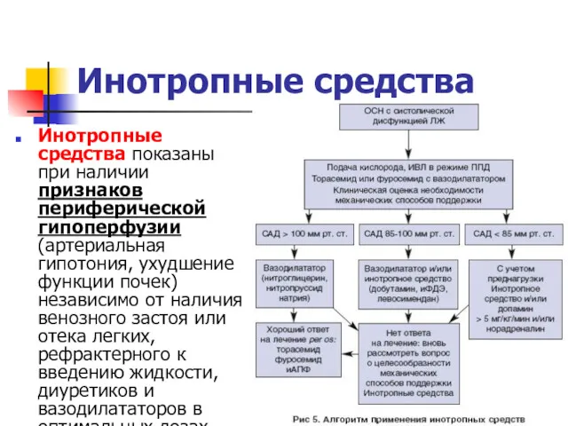 Инотропные средства Инотропные средства показаны при наличии признаков периферической гипоперфузии