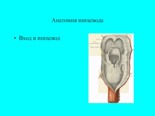 Анатомия пищевода Вход в пищевод